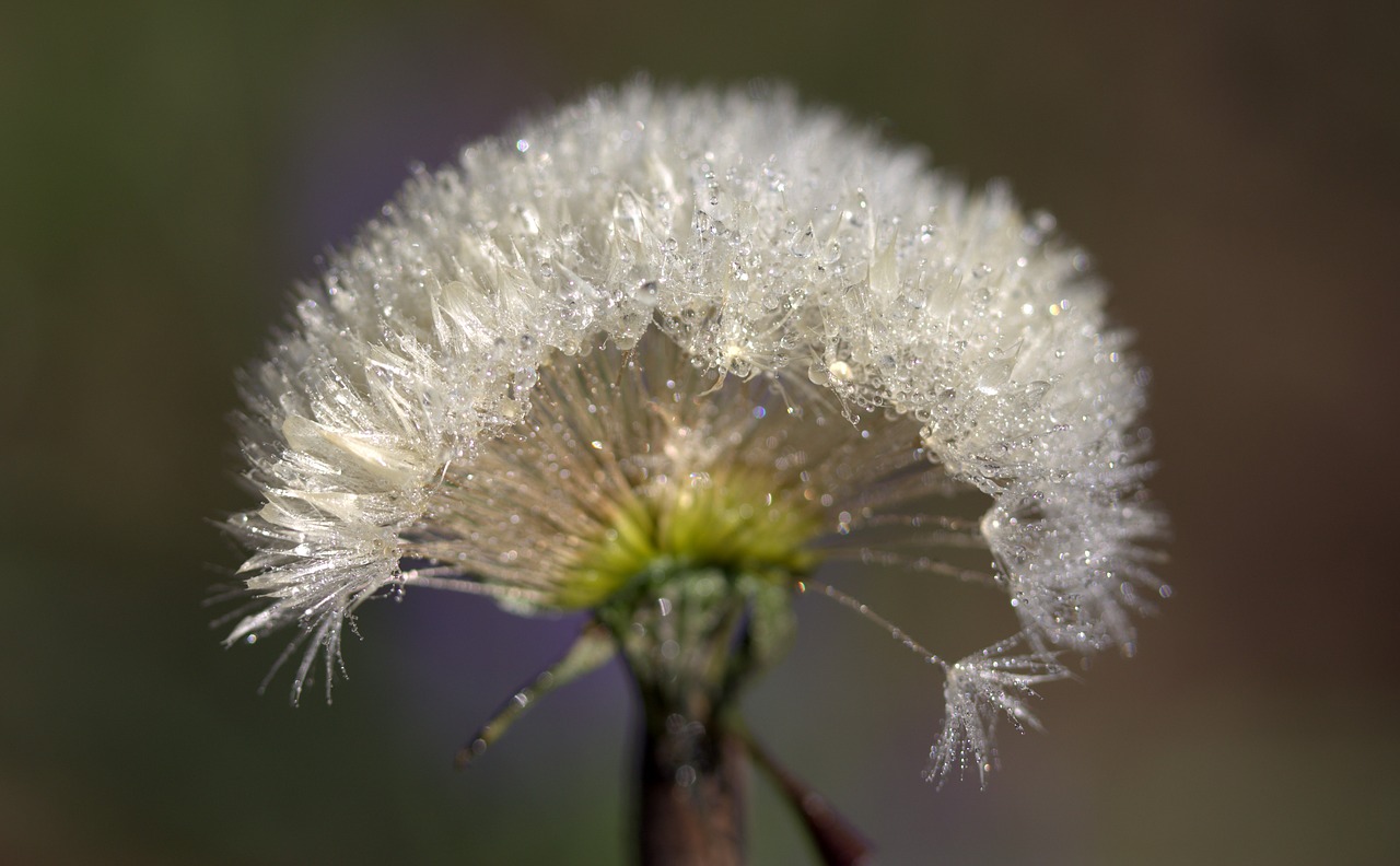 dandelion drops dew free photo