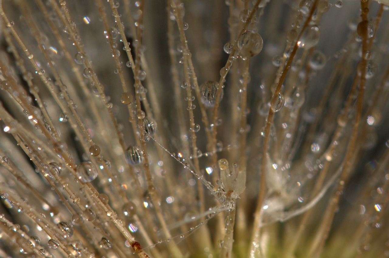 dandelion drops dew free photo