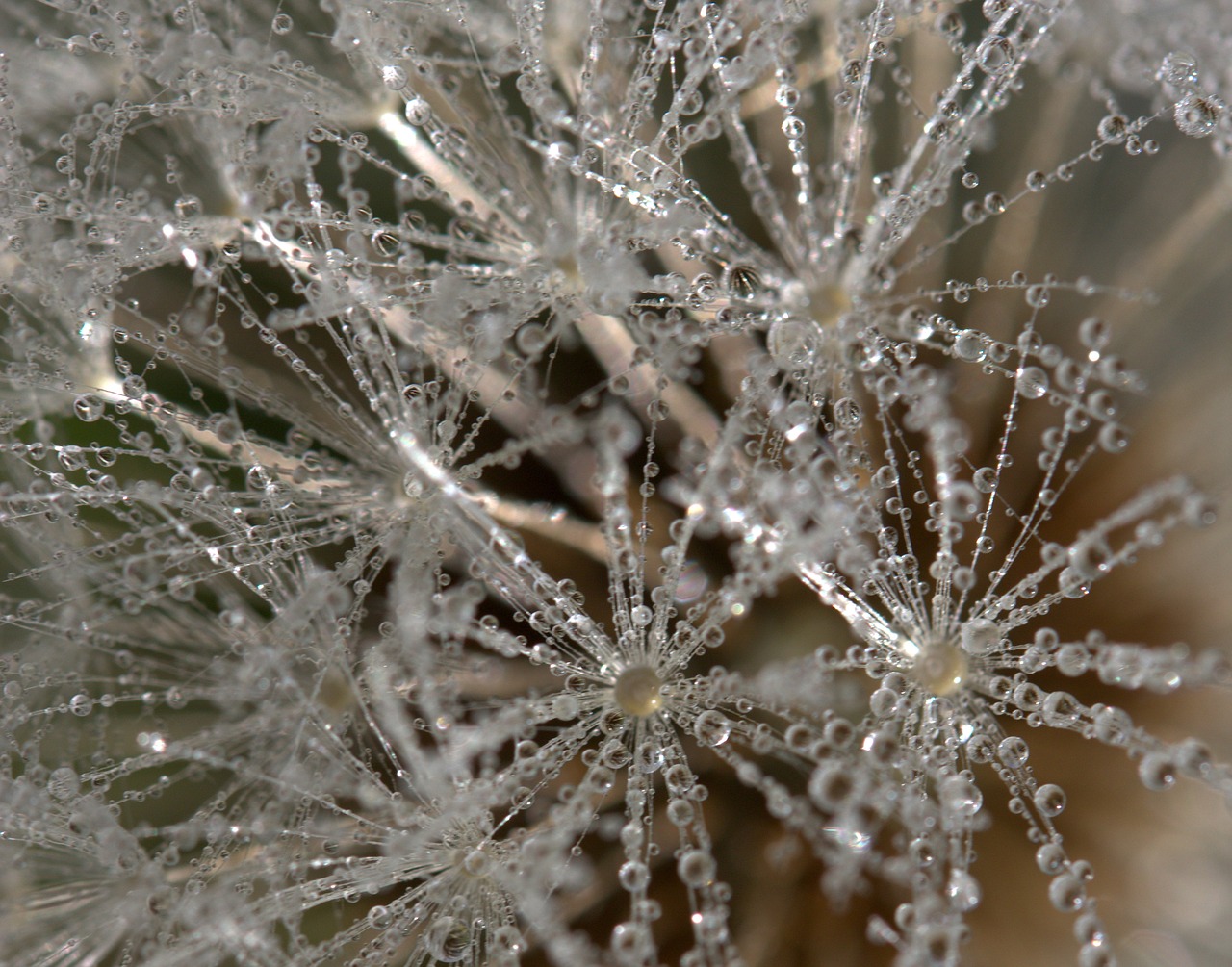 dandelion drops dew free photo