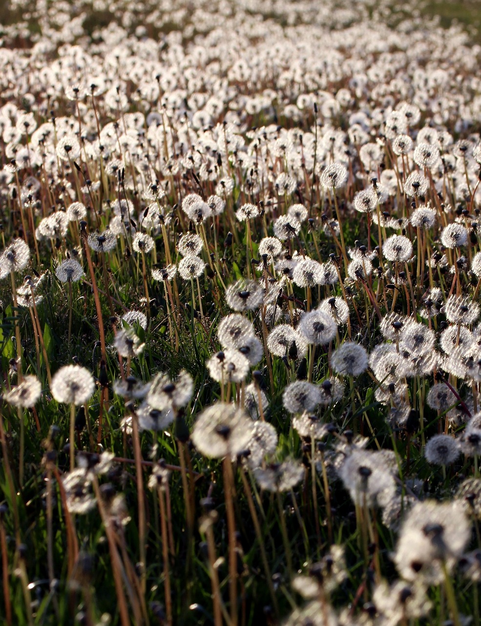 dandelion camp many free photo