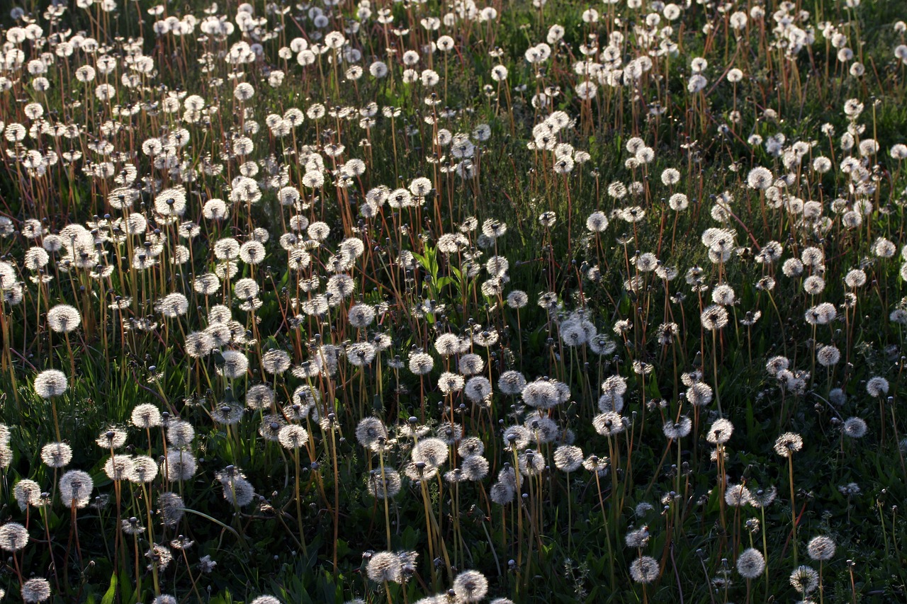 dandelion camp many free photo