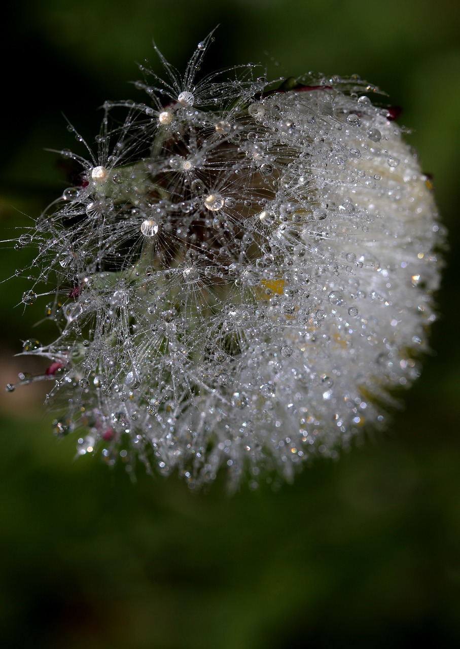 dandelion drops dew free photo