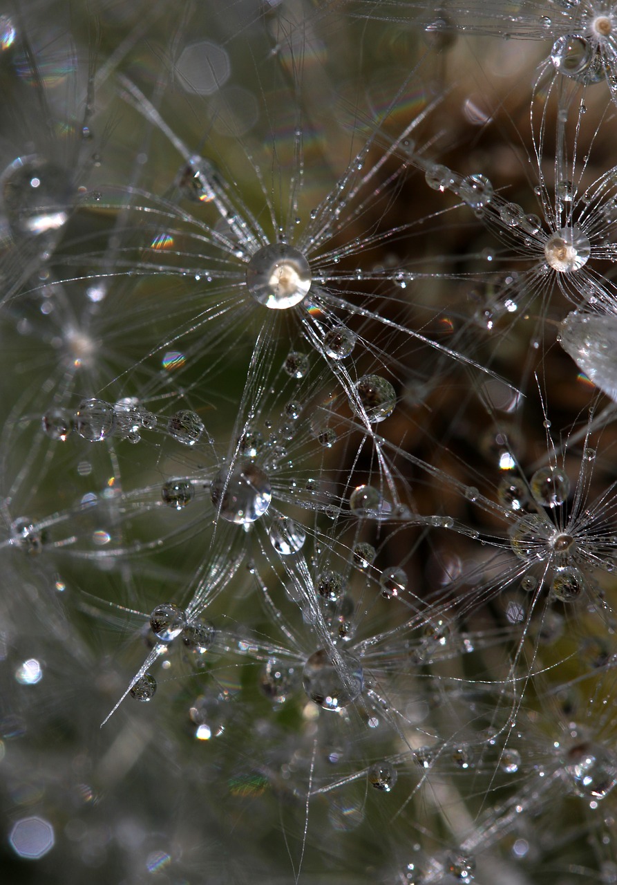 dandelion drops dew free photo