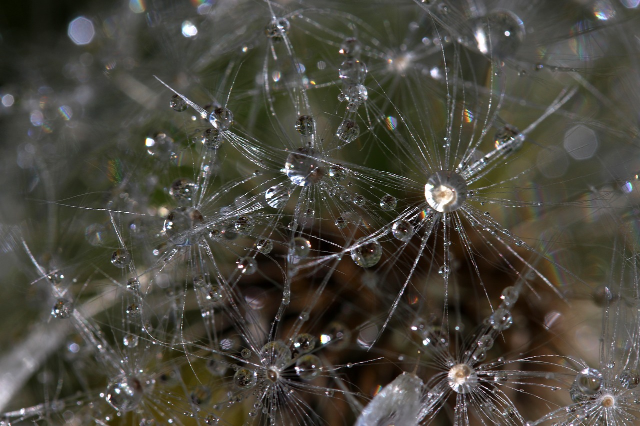 dandelion drops dew free photo