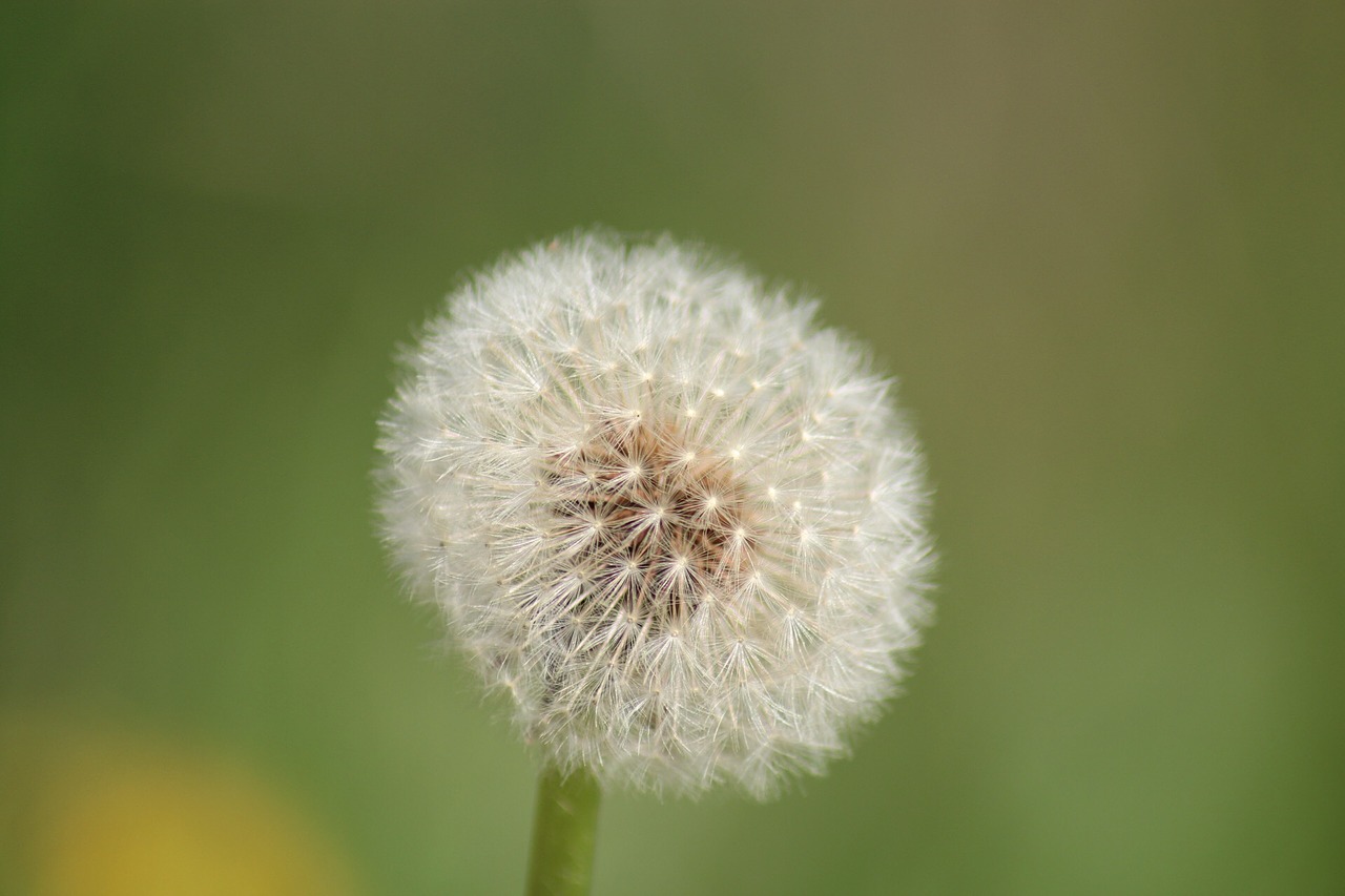 dandelion macro free pictures free photo