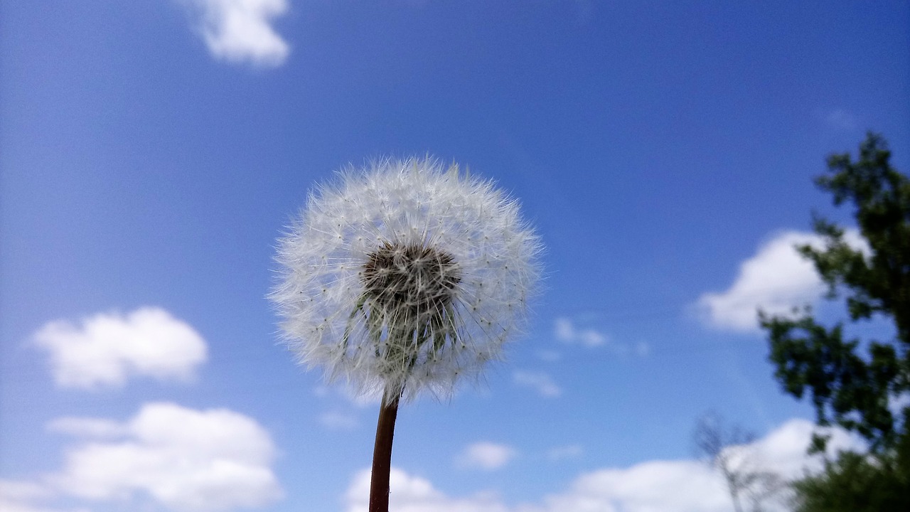 dandelion flower sky free photo