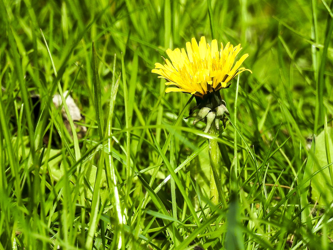 dandelion flower blossom free photo