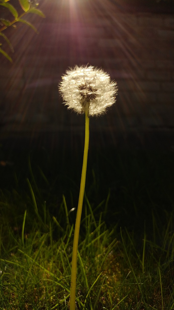 dandelion flower summer free photo