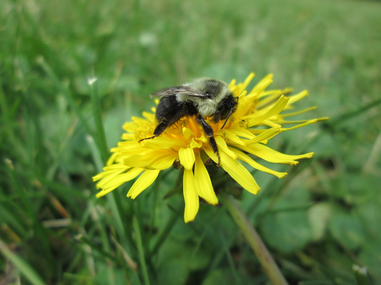 dandelion bumblebee nature free photo