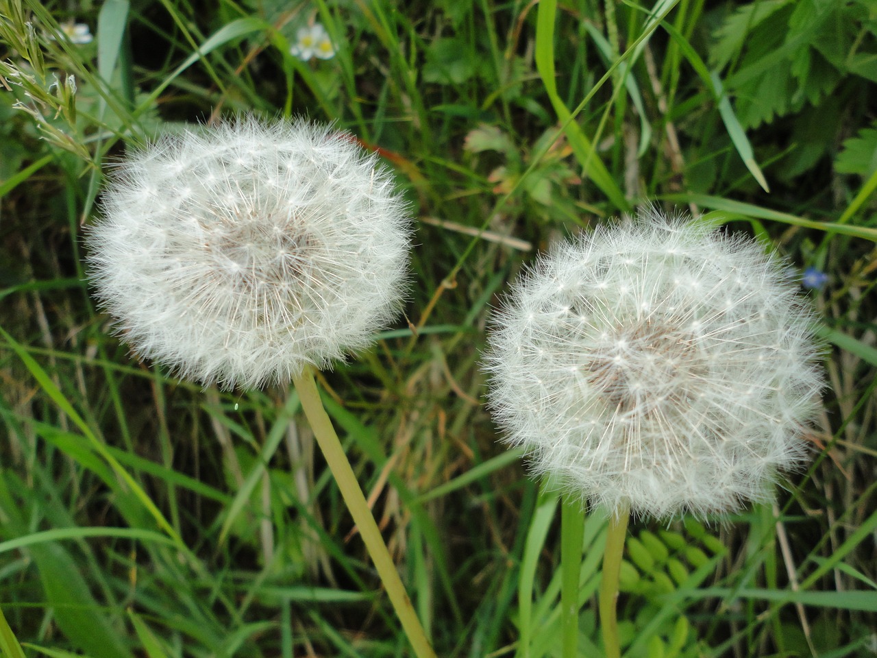 dandelion flower nature free photo