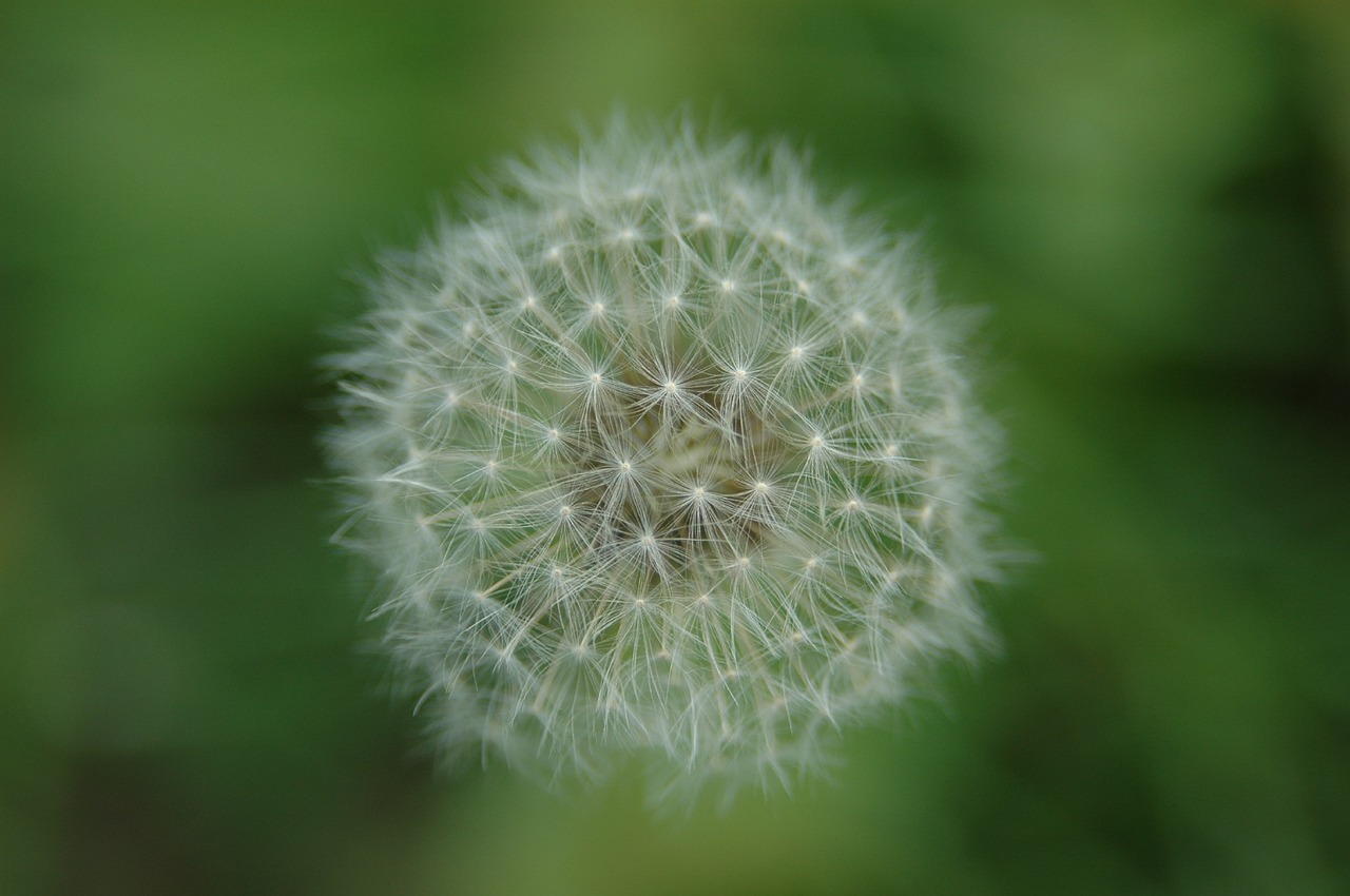 dandelion wildflower light free photo