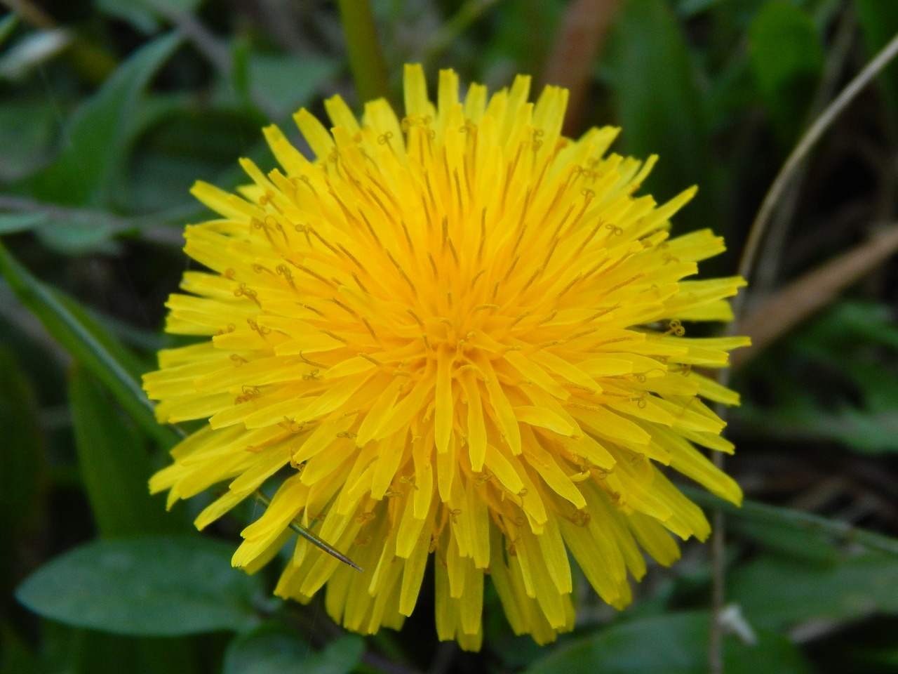 dandelion yellow flower wild flora free photo