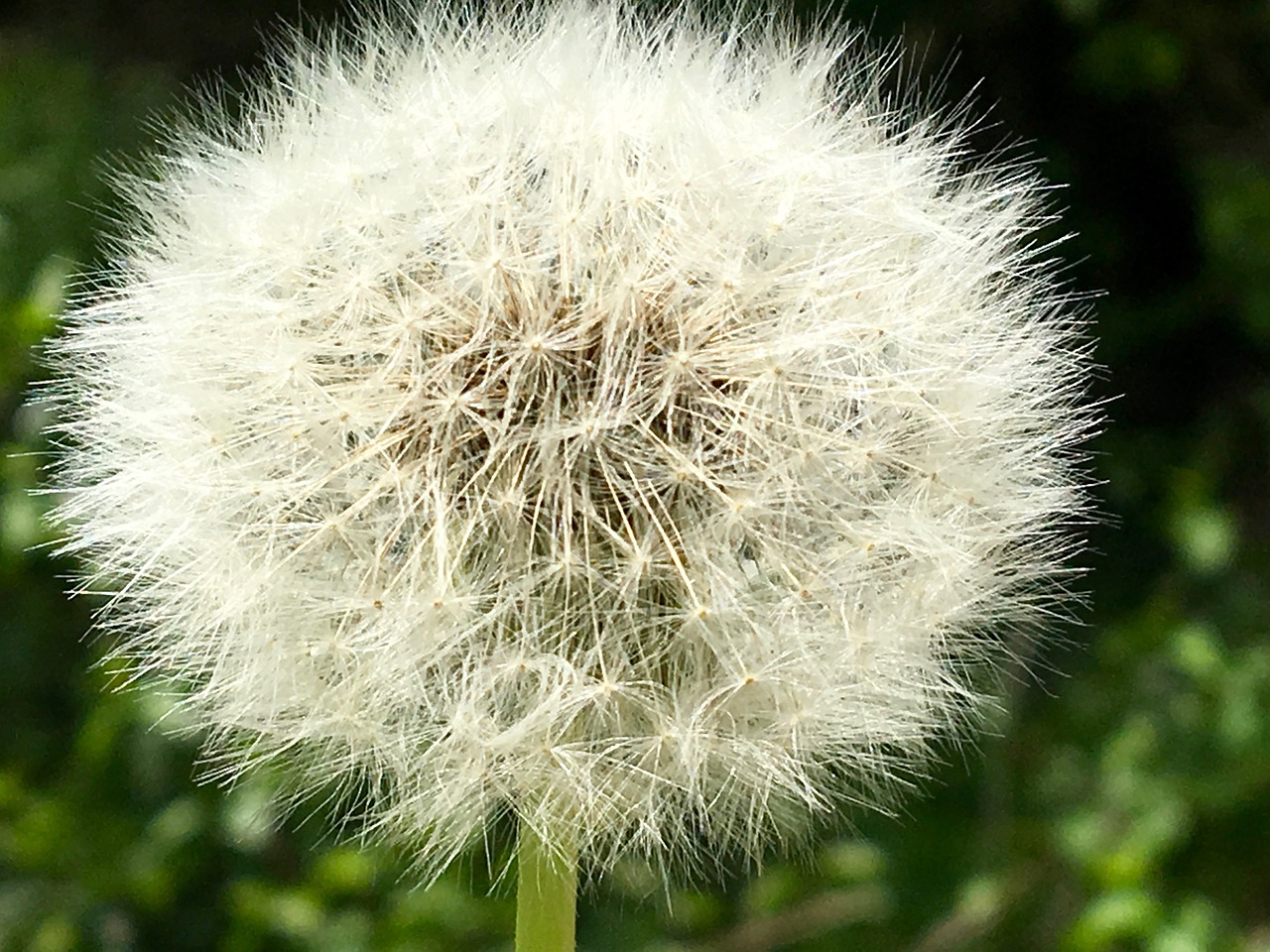 dandelion seeds wind free photo