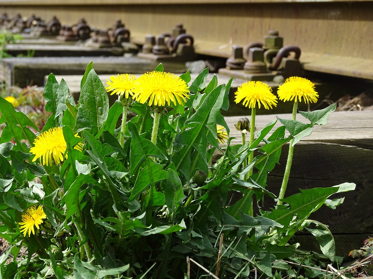 dandelion flower yellow free photo