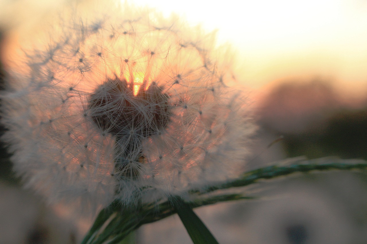 dandelion sunset summer free photo