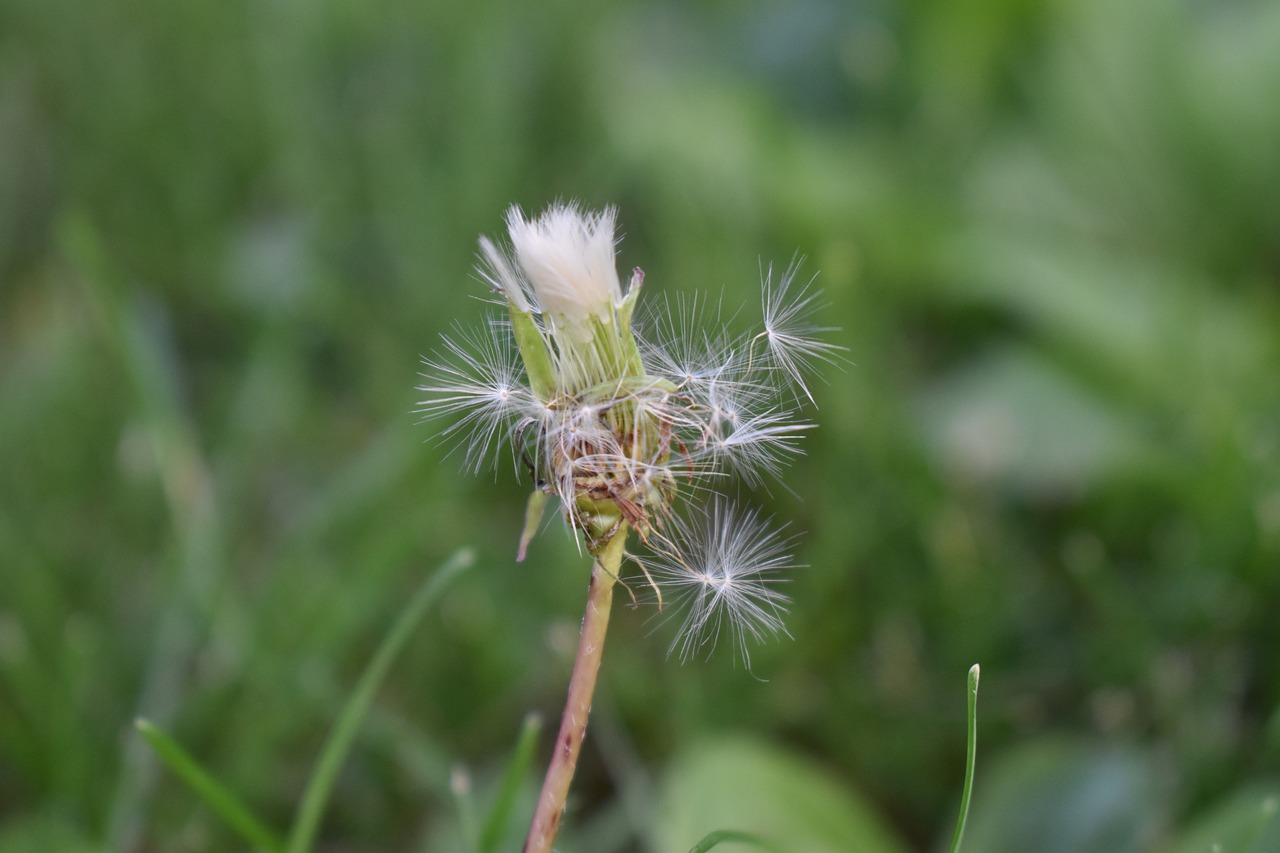 dandelion weed flower free photo