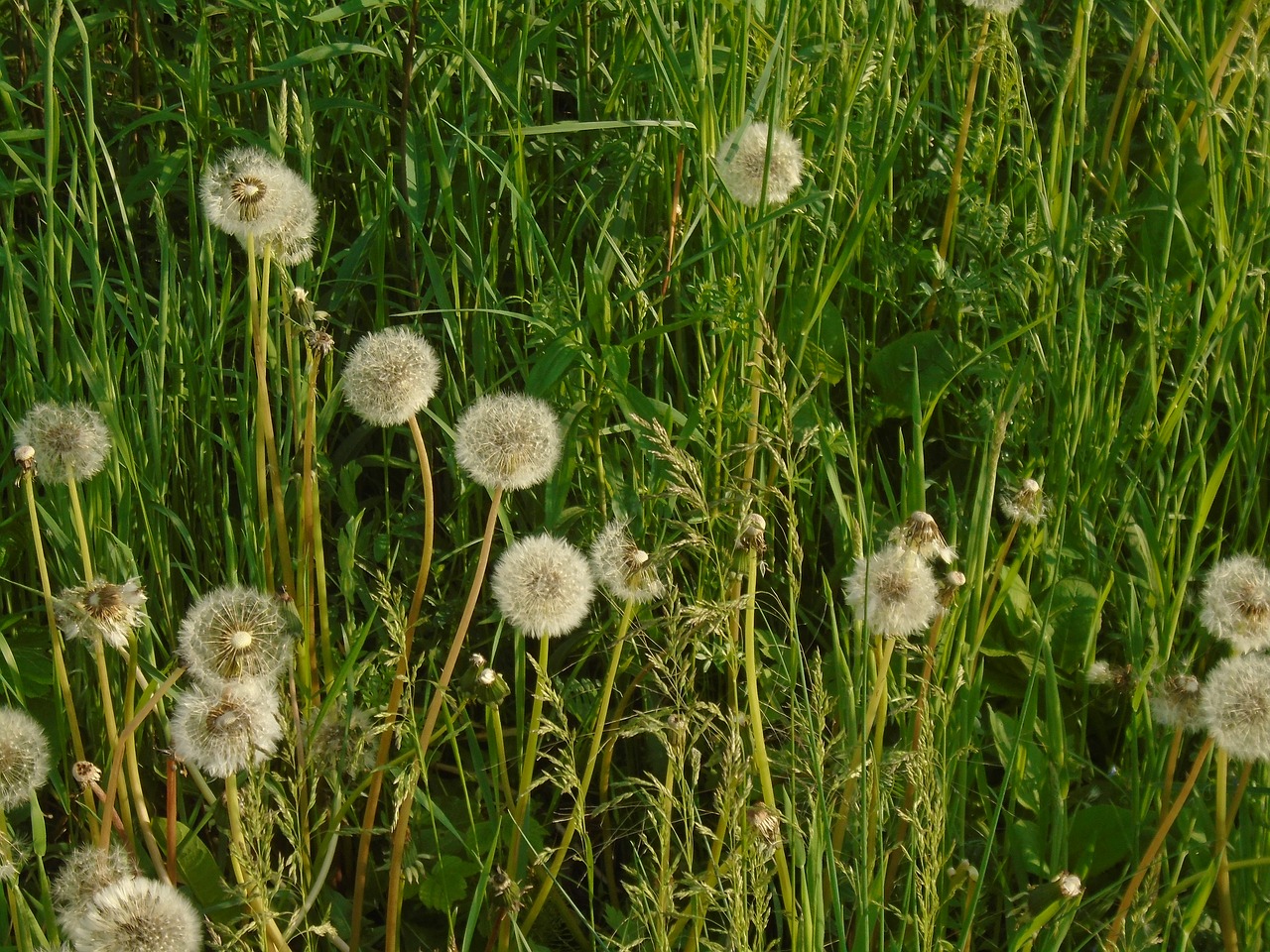 dandelion green plant free photo