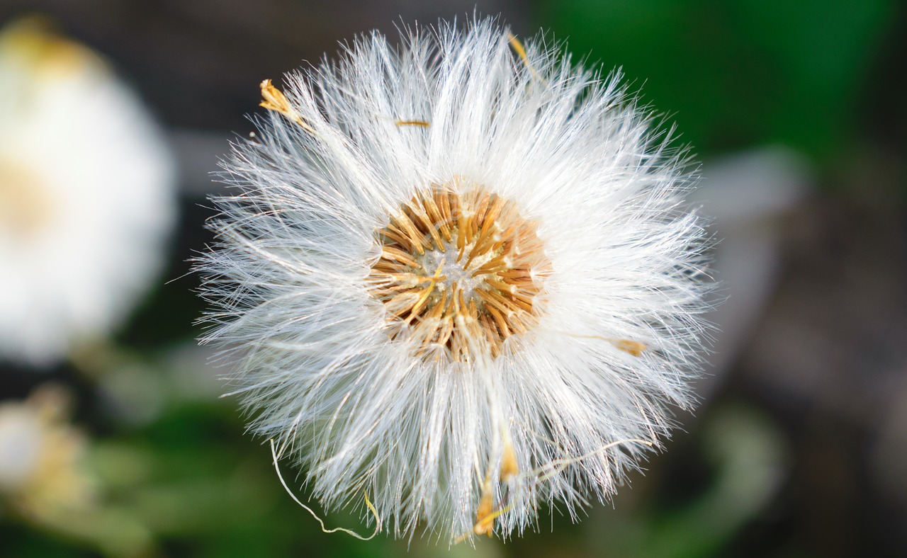 dandelion flower nature free photo