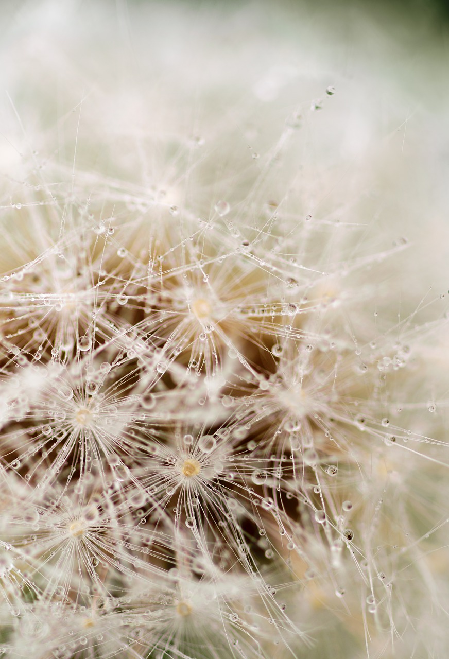 dandelion flower nature free photo