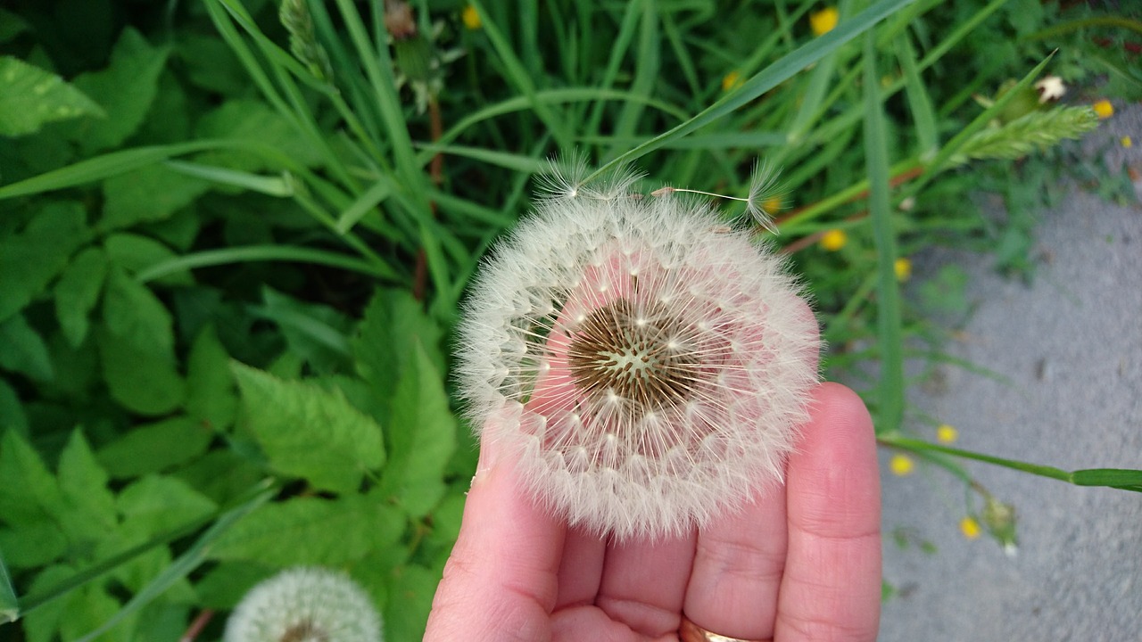 dandelion summer nature free photo