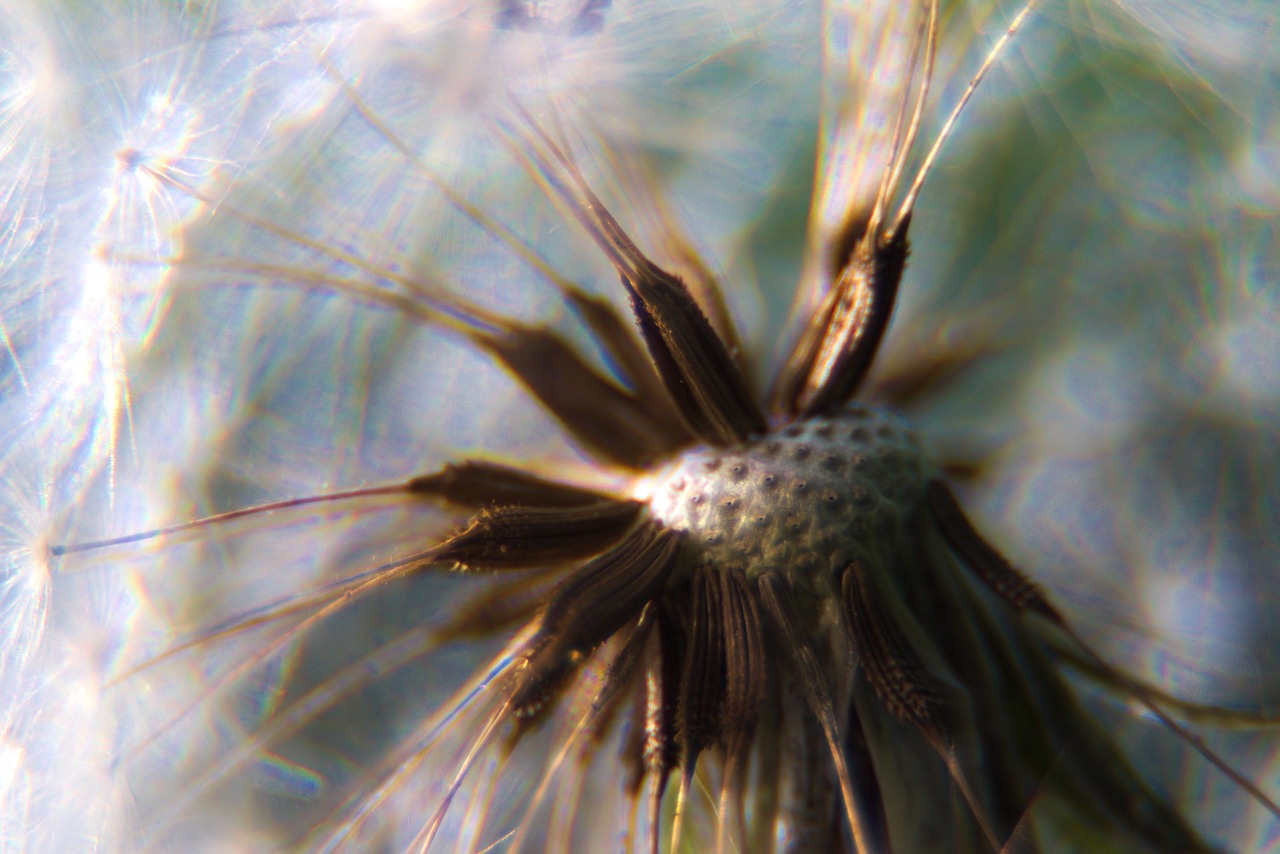 dandelion macro close free photo