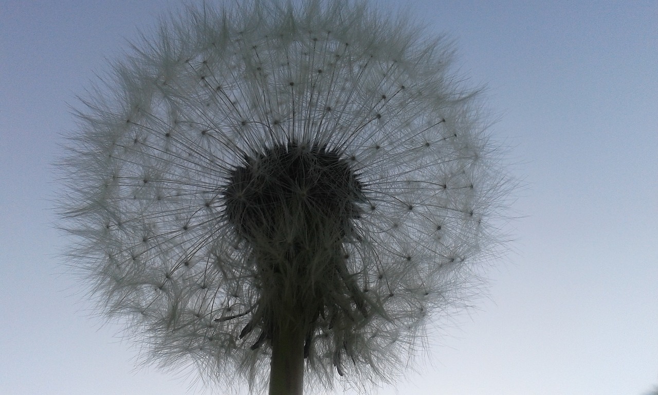 dandelion pluisbloem spring free photo