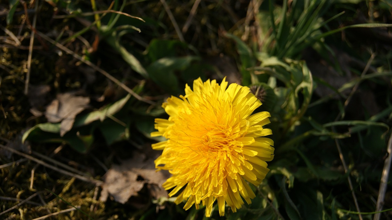 dandelion flower nature free photo