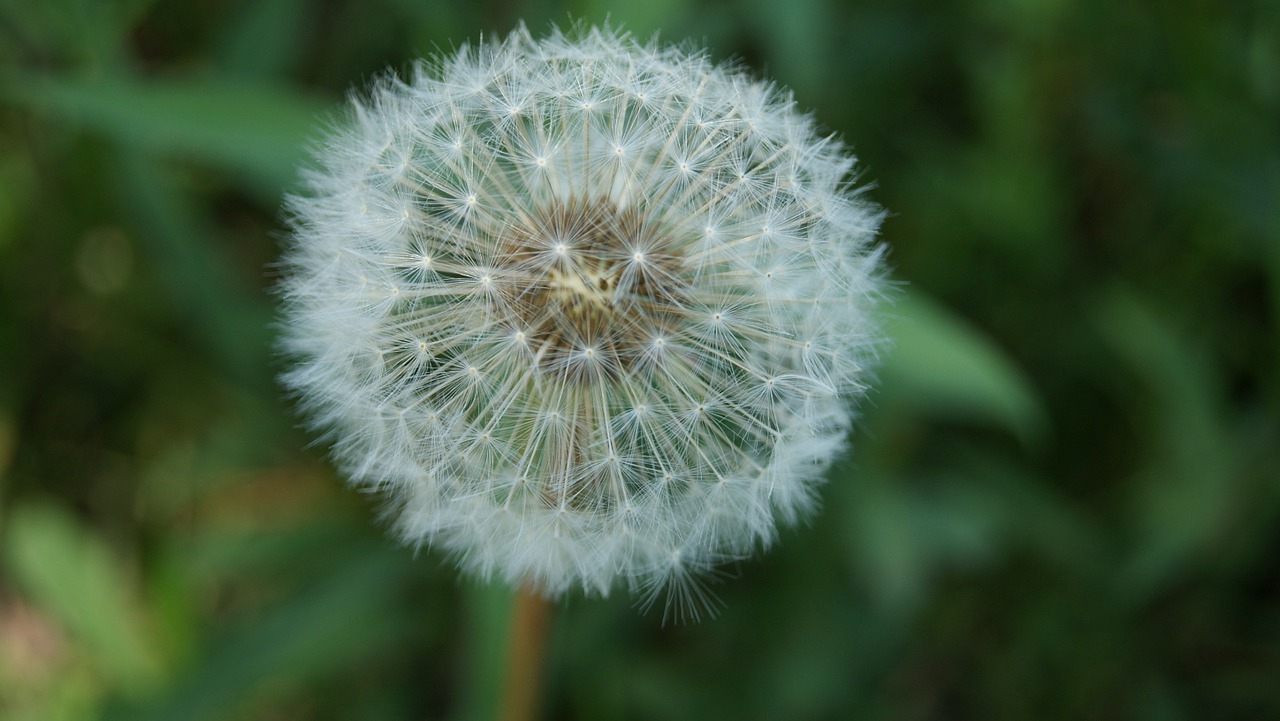 dandelion blossom bloom free photo