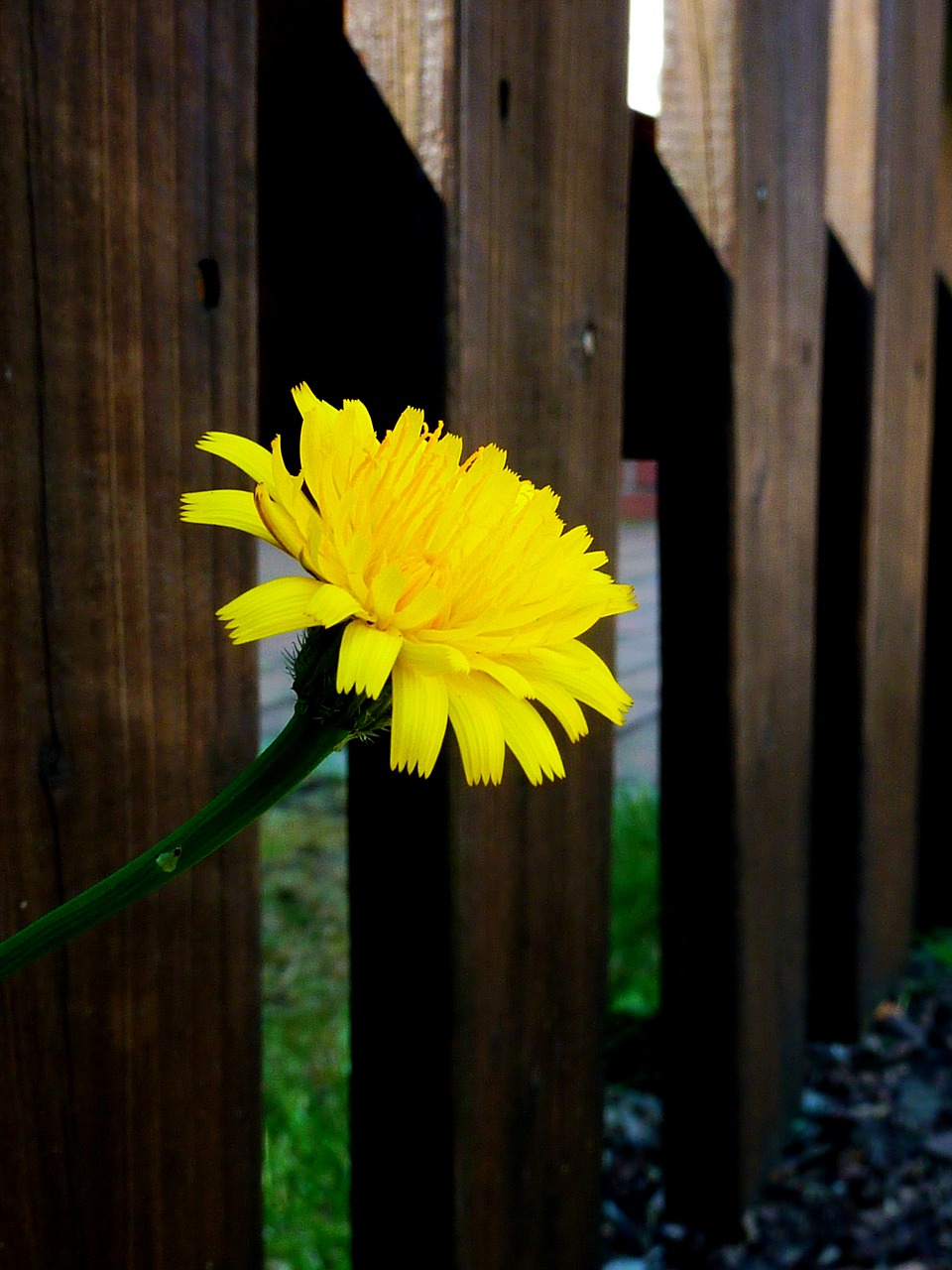 dandelion yellow flower spring free photo