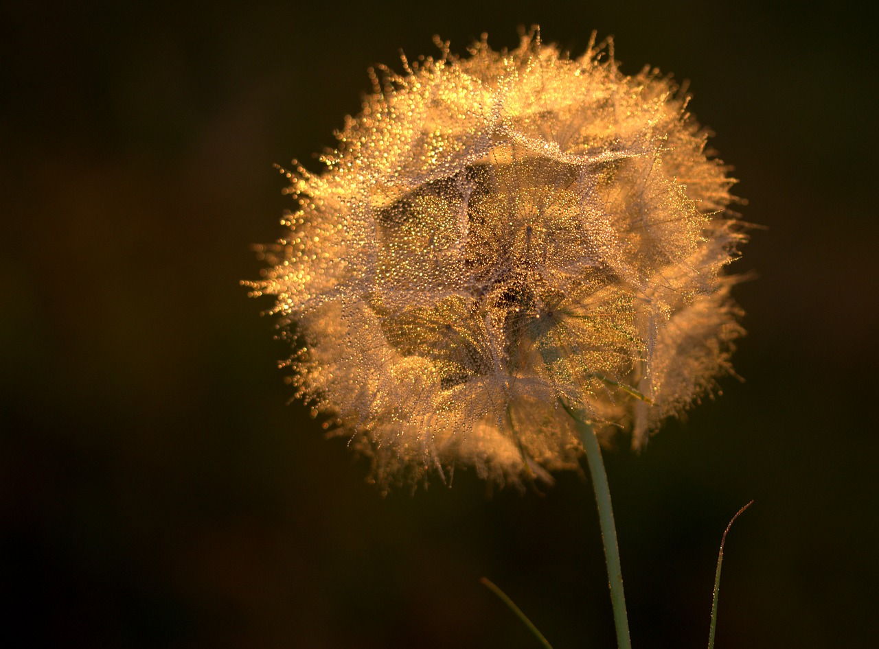 dandelion sunset drops free photo