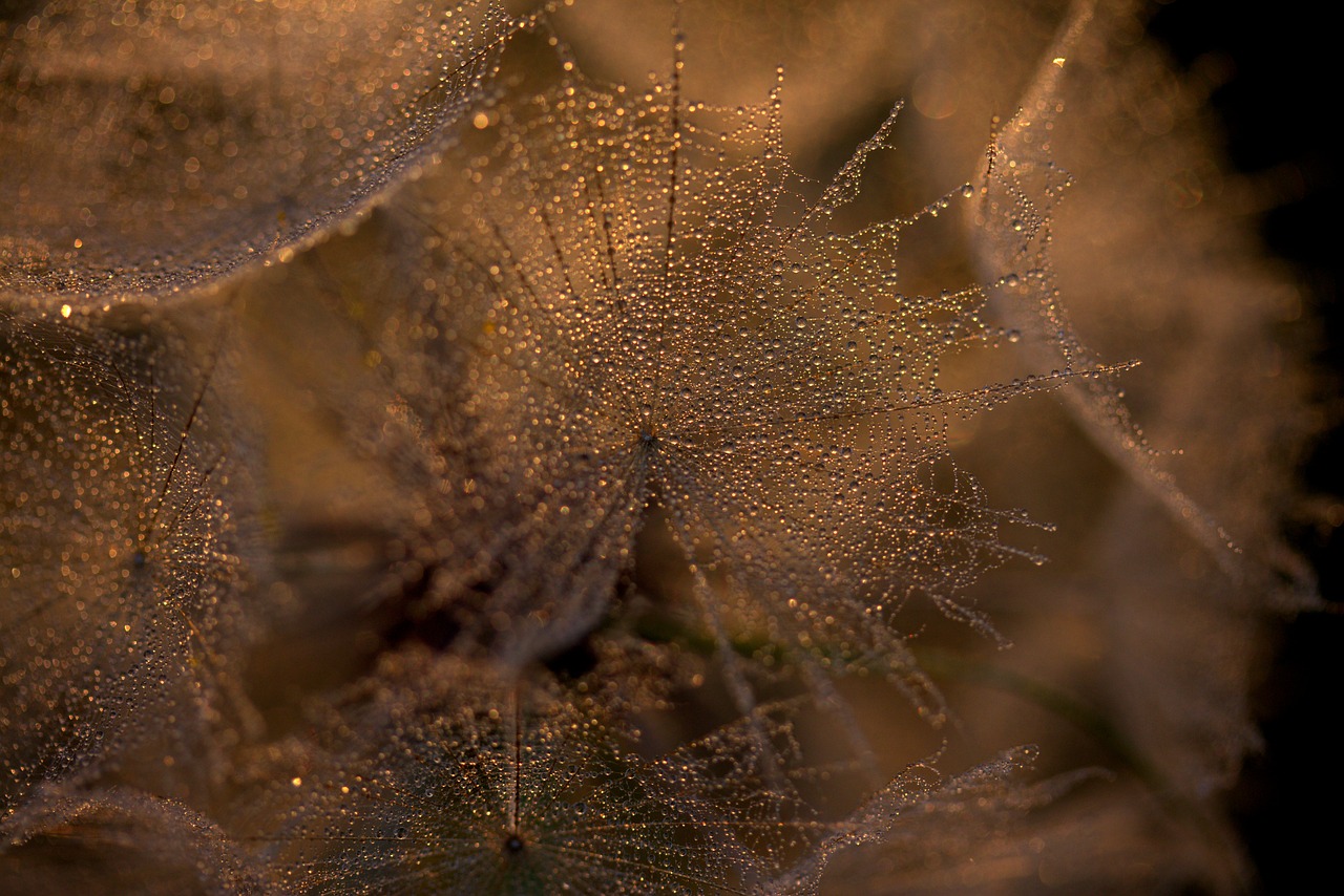 dandelion sunset drops free photo