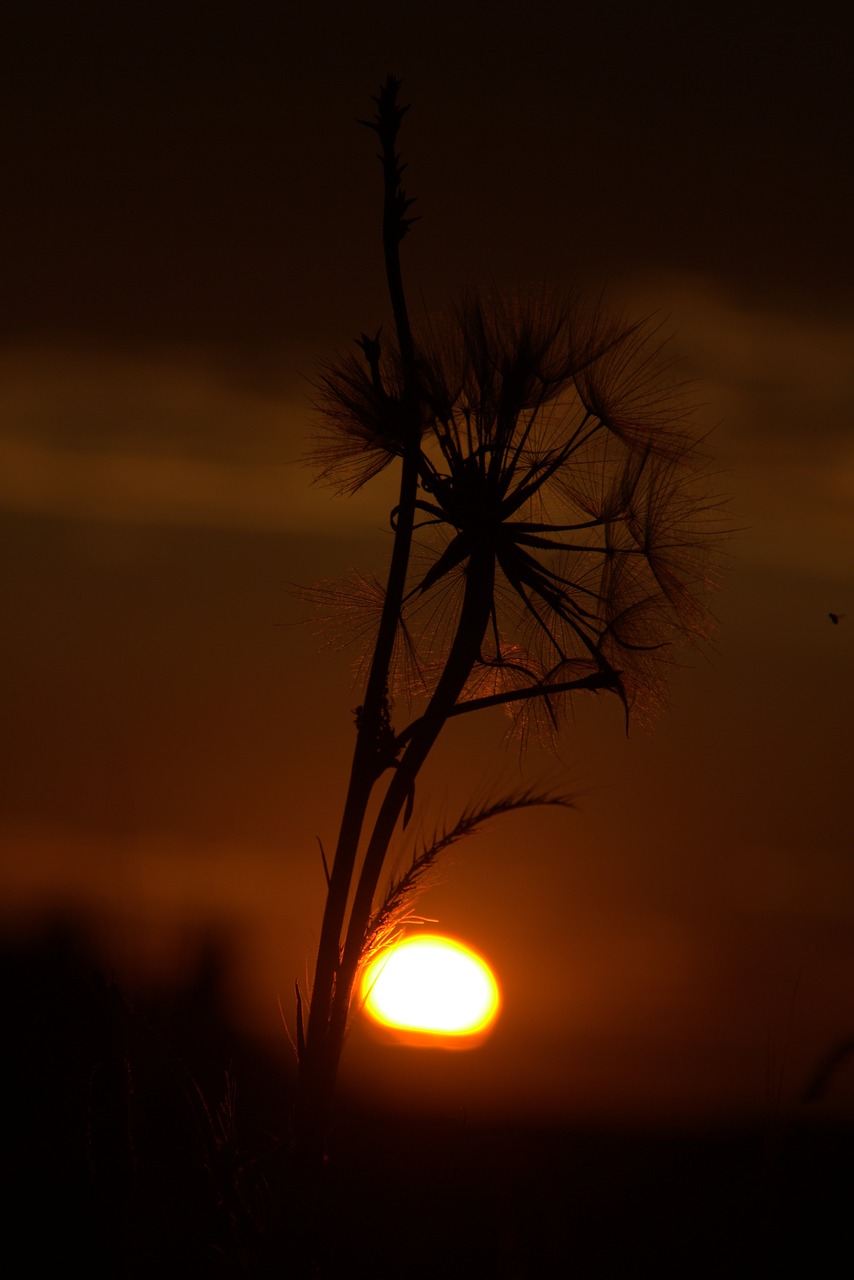 dandelion sunset evening free photo