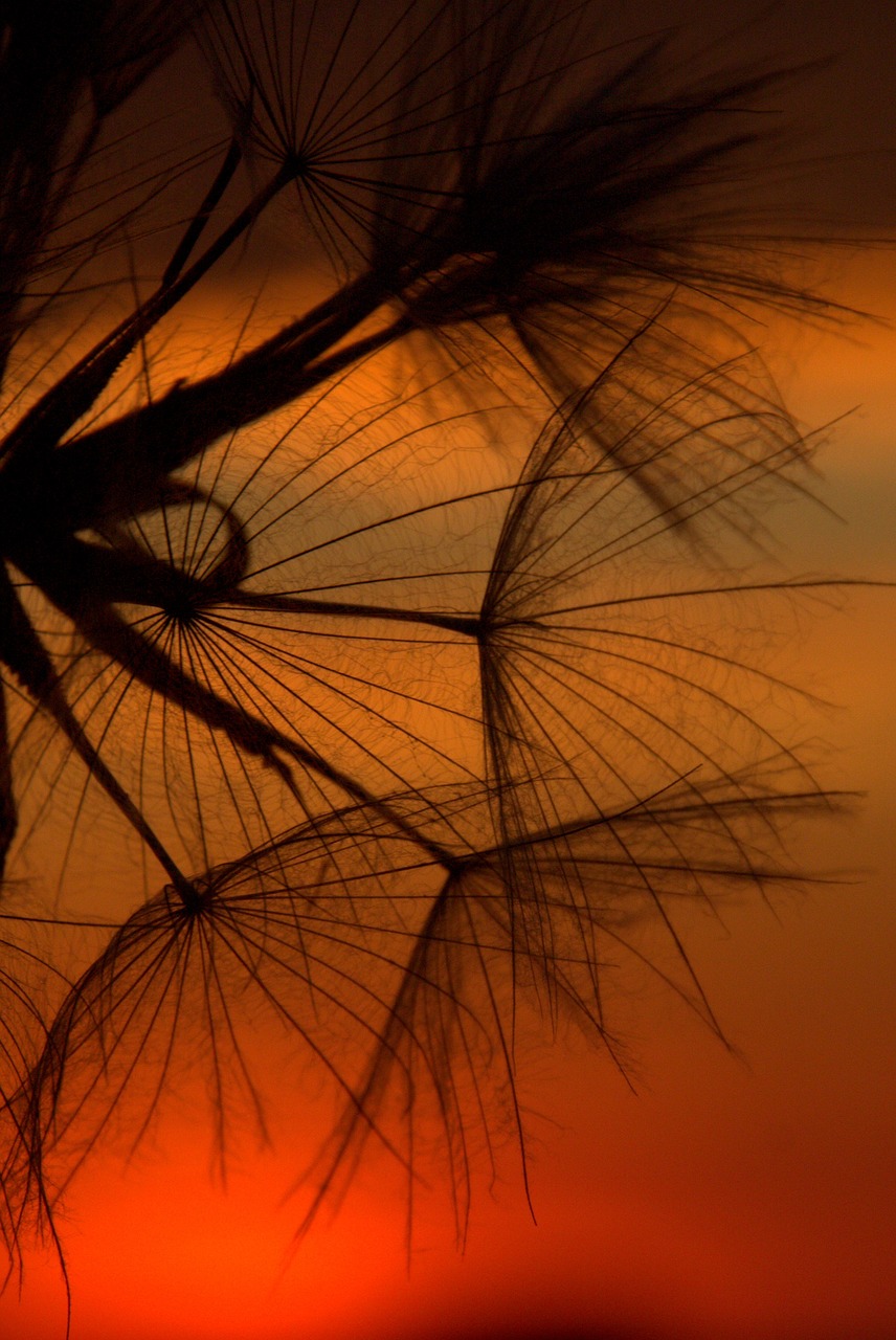 dandelion sunset evening free photo