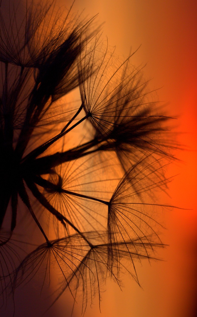 dandelion sunset evening free photo