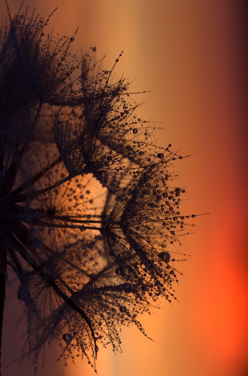 dandelion sunset drops free photo