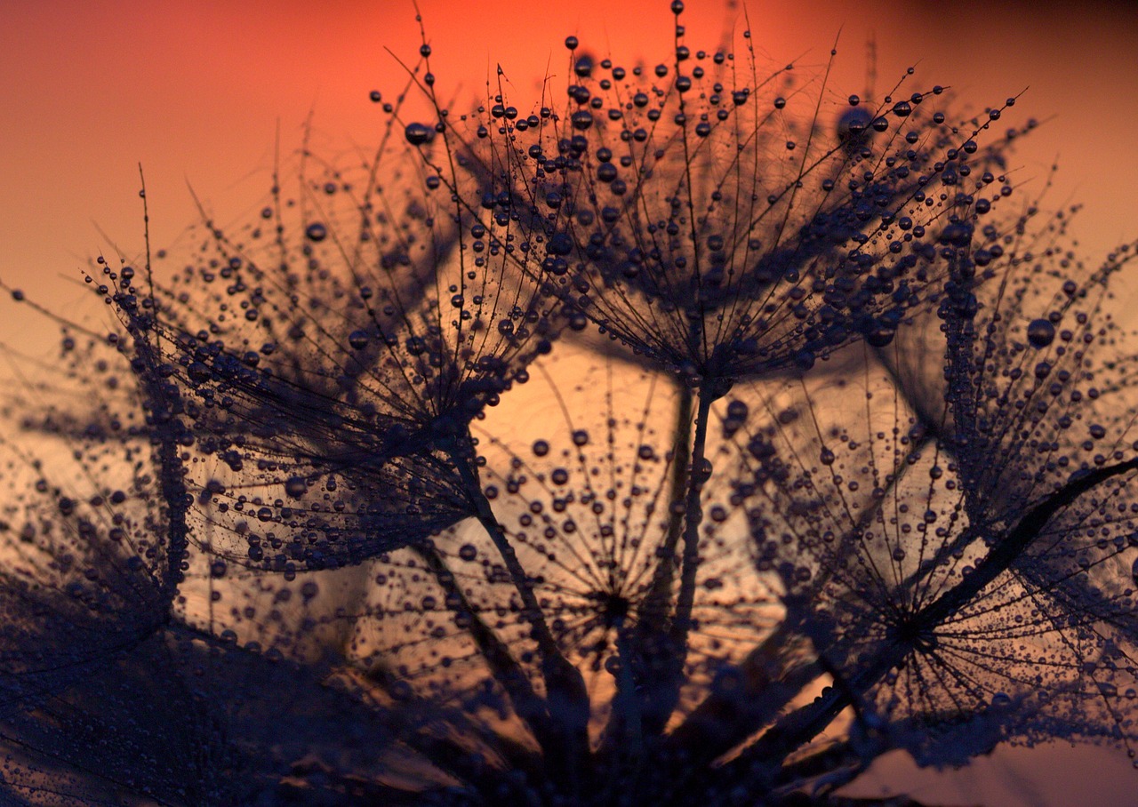 dandelion sunset drops free photo