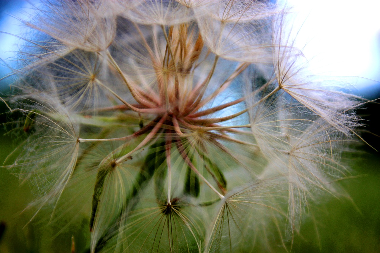 dandelion flower nature free photo