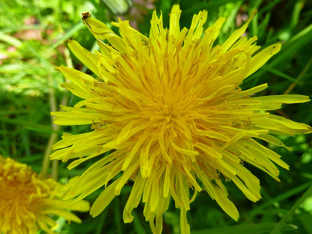 dandelion flower weed free photo