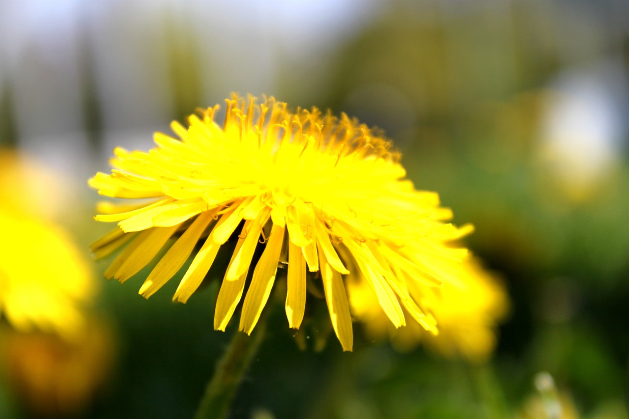 dandelion macro blossom free photo