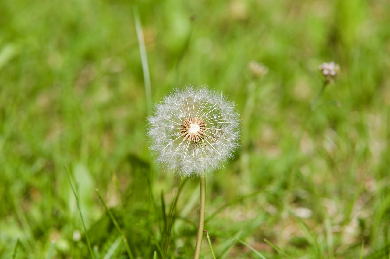 dandelion flower plant free photo