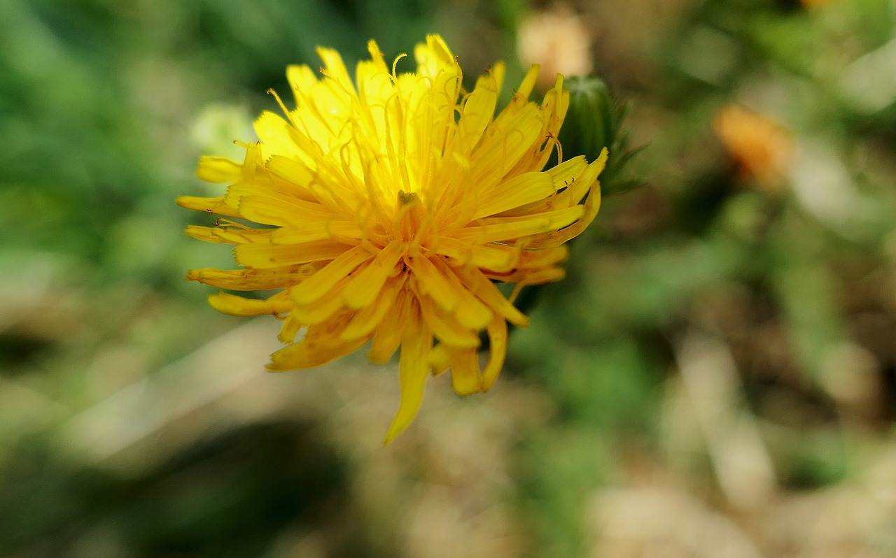 dandelion yellow flower free photo