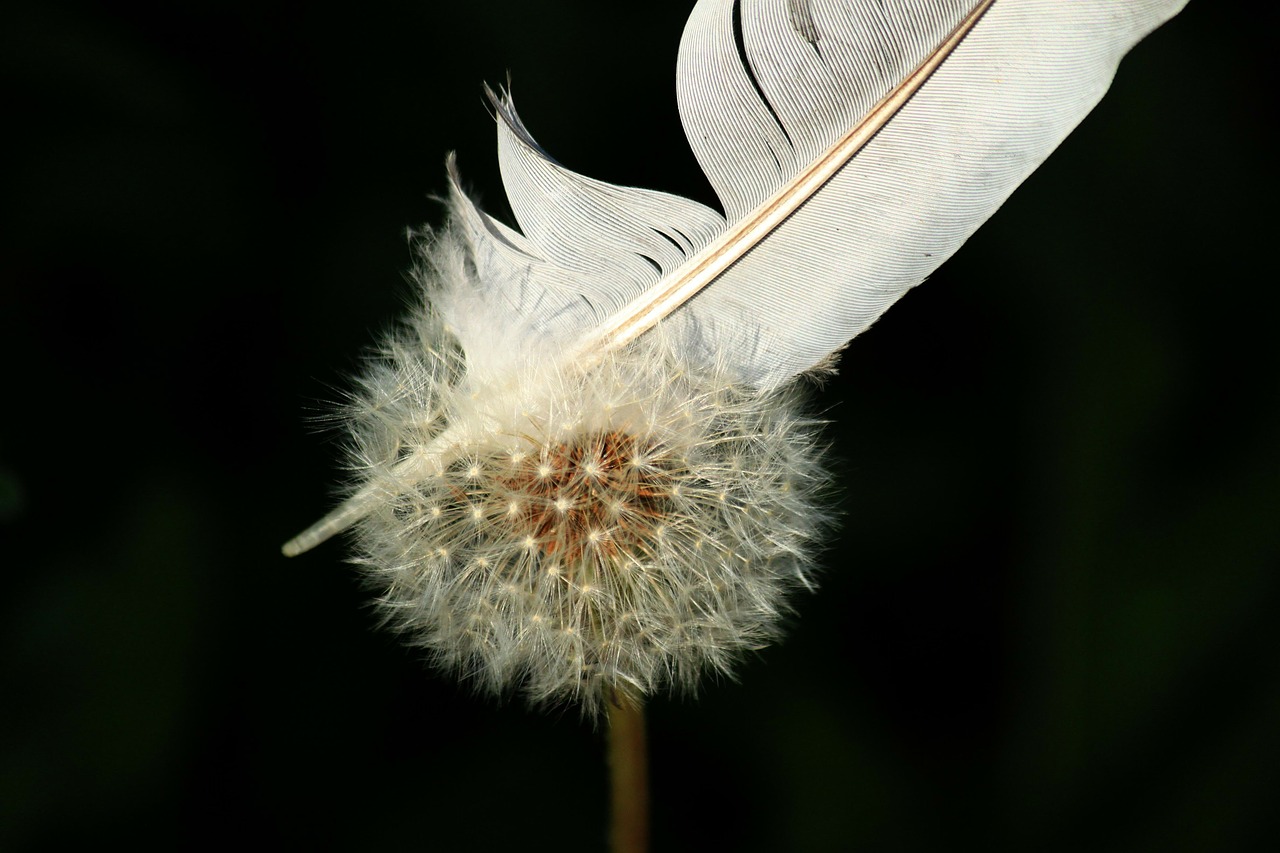 dandelion flower nature free photo