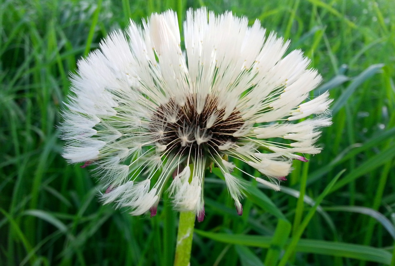 dandelion flower pointed flower free photo