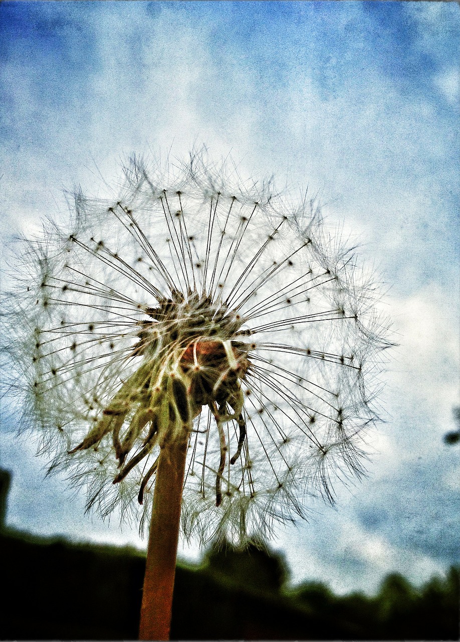 dandelion nature flower free photo