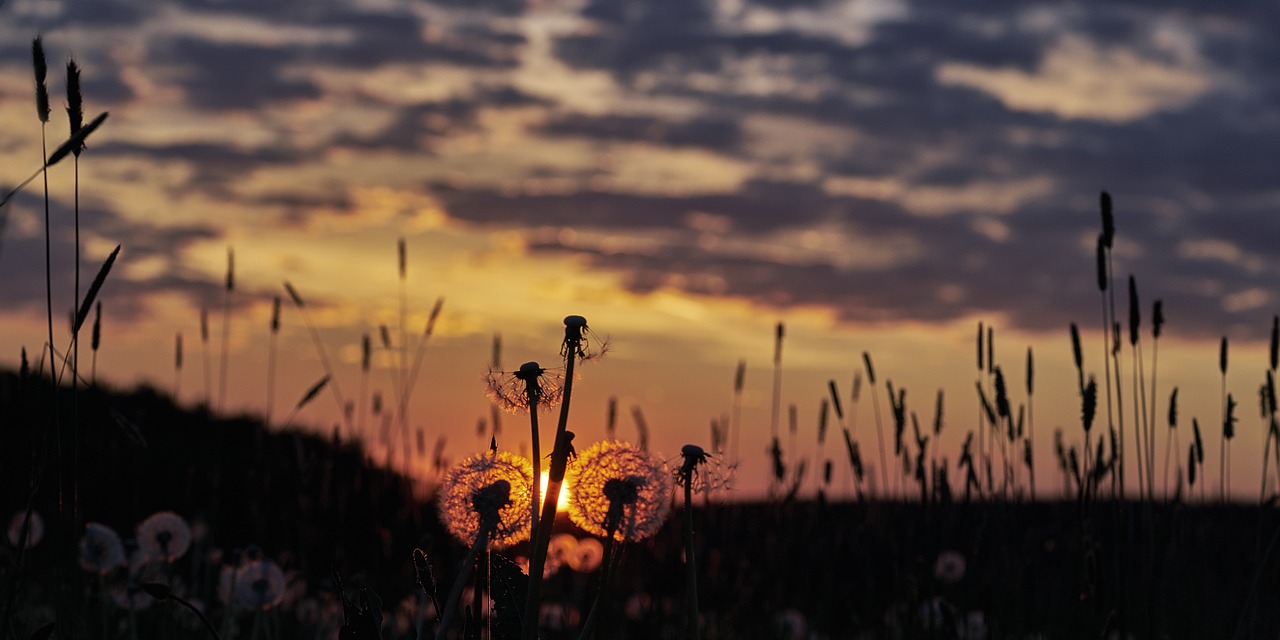 dandelion dandelions common dandelion free photo