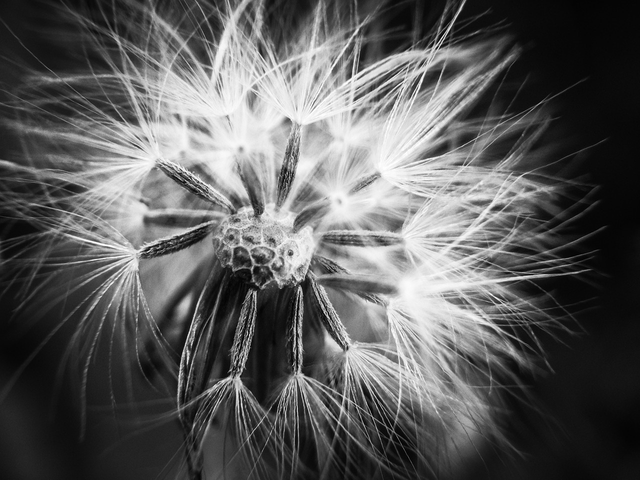 dandelion black and white plant free photo