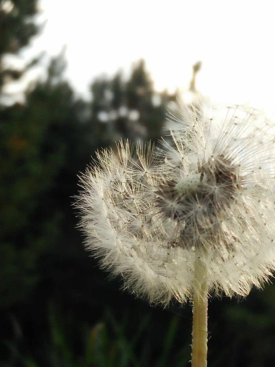 dandelion wind blown free photo