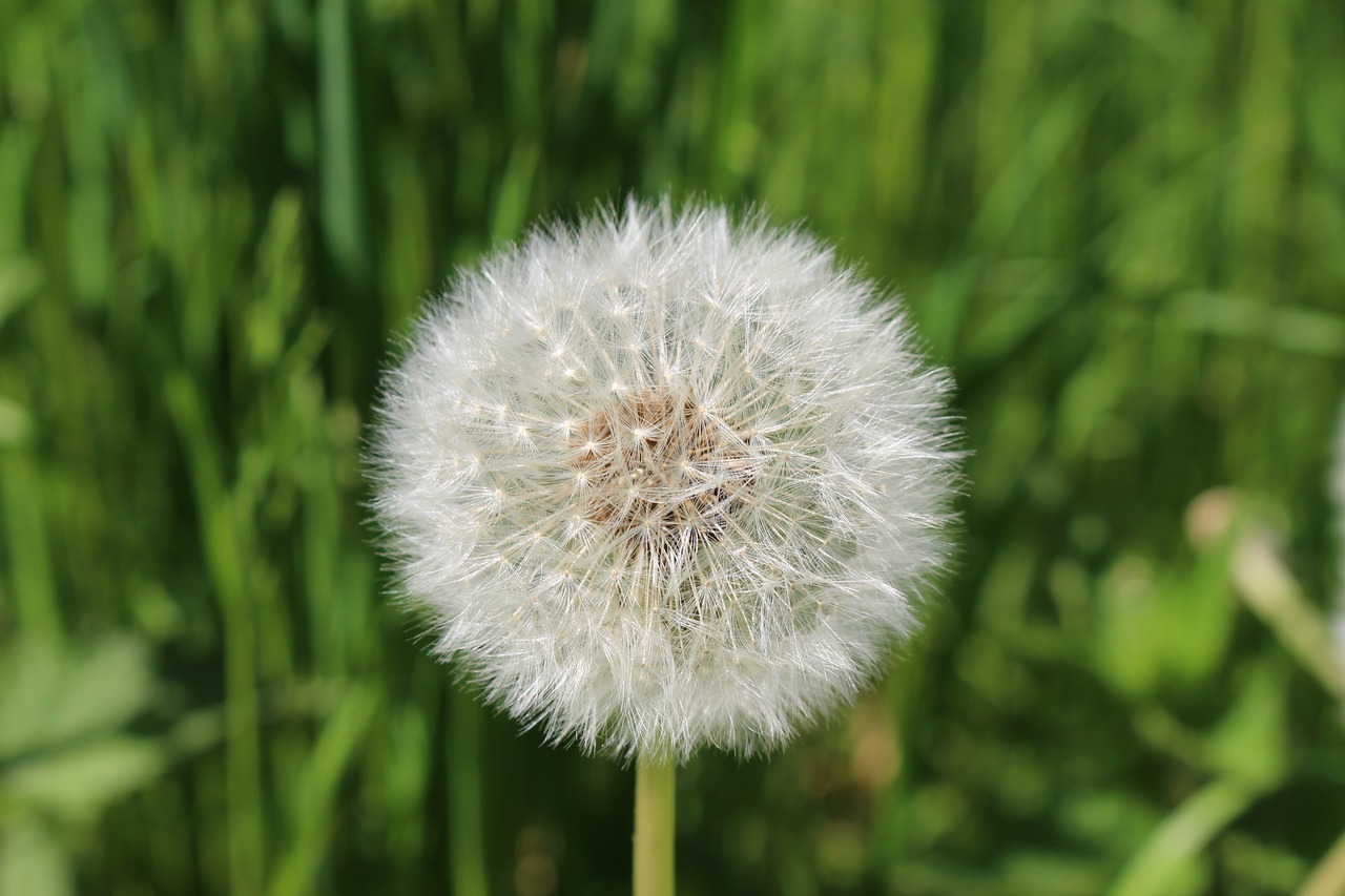 dandelion spring white free photo