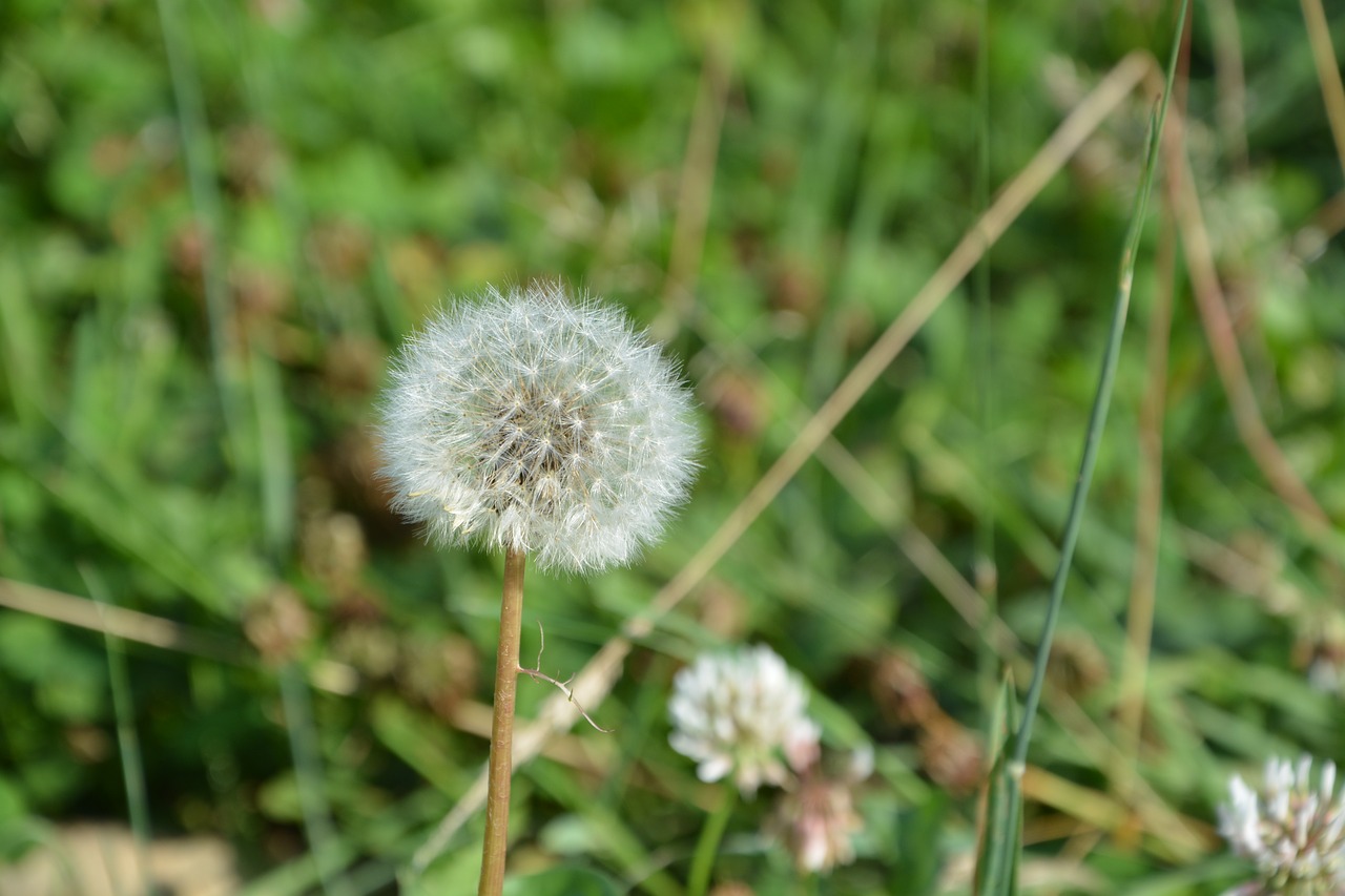 dandelion au gratin green free photo