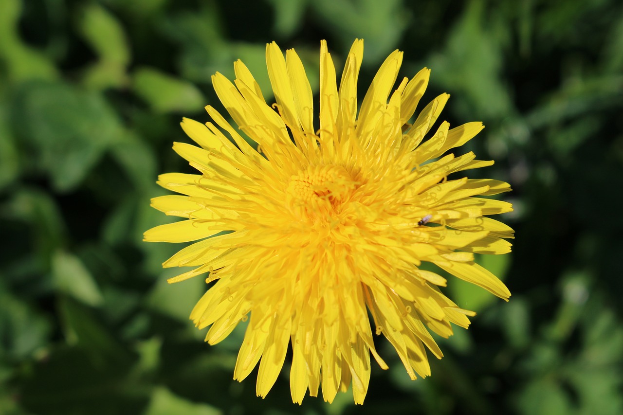 dandelion taraxacum flower free photo